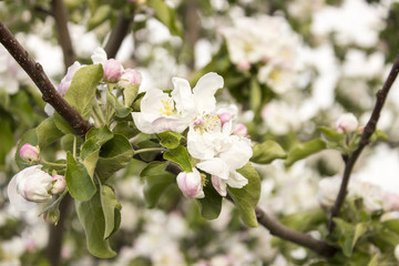 spring flowers