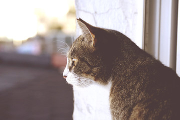 profil kota © Kasia