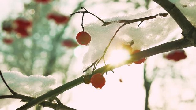 Clusters of rowan berries covered in winter