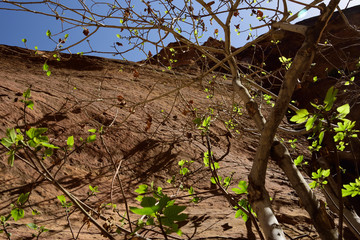 Feigenbaum im Frühjahr