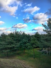 Kiefern unter schönen Himmel