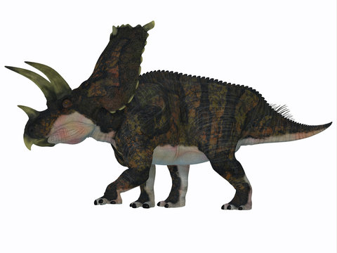 Bravoceratops Dinosaur Side Profile - Bravoceratops was a herbivorous ceratopsian dinosaur that lived in Texas, USA in the Cretaceous period.