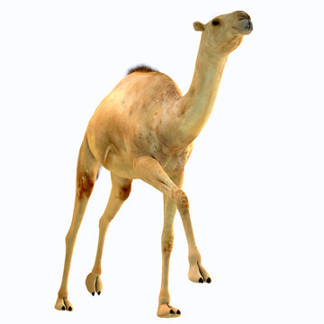 Camelops hesternus on White - Camelops was a camel-type herbivorous animal that lived in North America during the Pleistocene Period.