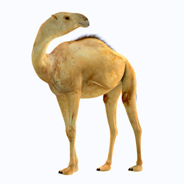 Camelops hesternus Side Profile - Camelops was a camel-type herbivorous animal that lived in North America during the Pleistocene Period.