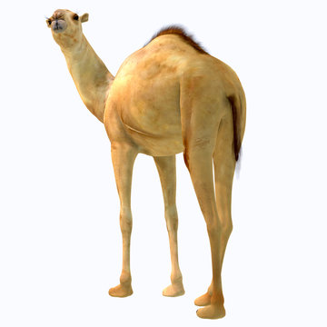 Camelops hesternus Tail - Camelops was a camel-type herbivorous animal that lived in North America during the Pleistocene Period.