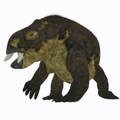 Placerias Dinosaur on White - Placerias was a herbivorous dicynodont dinosaur that lived in Arizona, USA in the Triassic Period.