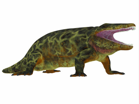Eryops Dinosaur Side Profile - Eryops was an semi-aquatic ambush predator much like the modern crocodile and lived in Texas, New Mexico and the Eastern USA in the Permian Period.