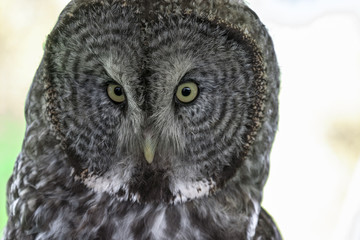 Great Gray Owl