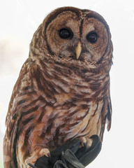 Barred Owl