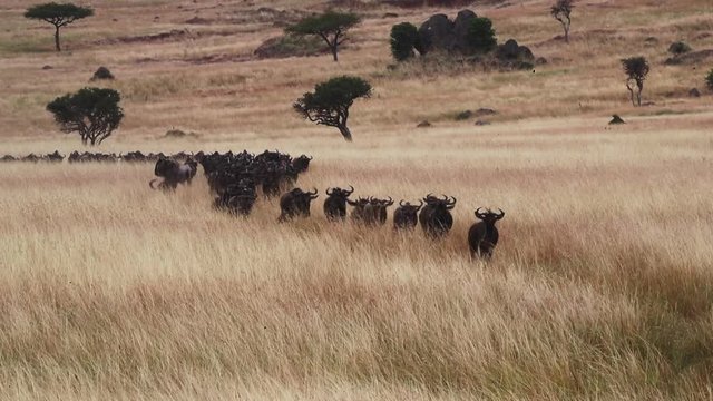 A large herd of blue wildebeest running in a line towards the camera through the grasslands of the Masai Mara in Kenya, Africa