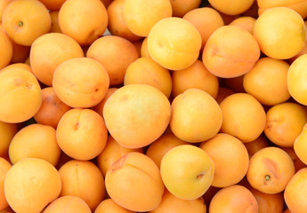 Many ripe apricots, close-up