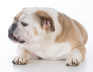 Fototapeta premium dog laying down