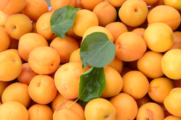 Many ripe apricots, close-up