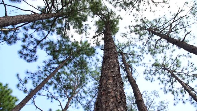 looking up into a long leaf pine forest