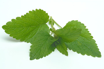 Melisse, Zitronenmelisse, Melissa officinalis, Heilpflanze und Gewürz