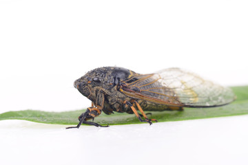 Cicada isolated on a white background