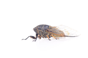 Cicada isolated on a white background