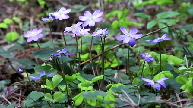 Blue spring flowers - Hepatica (lat. Hepatica nobilis), blossoming in early spring in forest.
