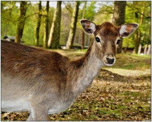 Forest in Germany. Calm animals.