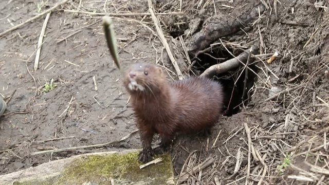 The European mink &nbsp;(lat. Mustela lutreola) eats fish
