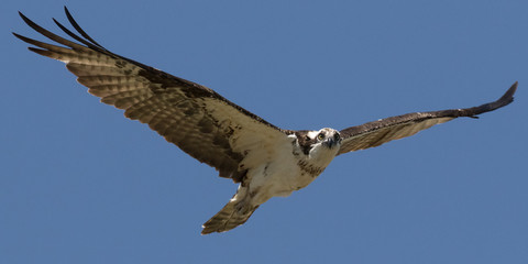 Osprey Stare