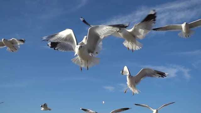 Seagulls in the sky. Slow Motion. 240 fps.