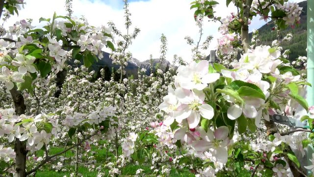 Apfelbl&uuml;te in April

