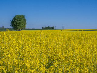 Fototapeta premium Field of rapeseed