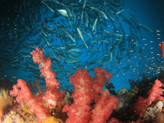 Fototapeta na wymiar Coral reef and fish in ocean