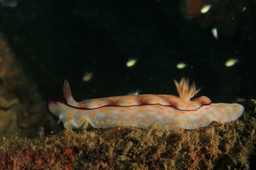 Obraz na płótnie Canvas Chromodoris nudibranch sea slug