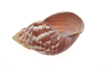 leere Muschelschale für Dekorationszwecke, auf weißem Hintergrund