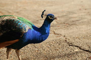 Obraz premium Peacock Headshot