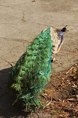 Obraz premium Peacock folded