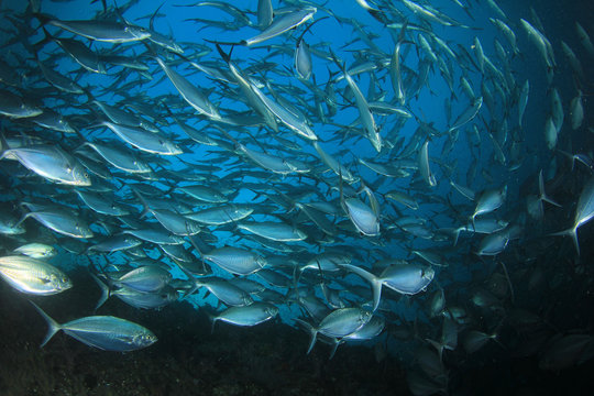 Tuna fish circling underwater