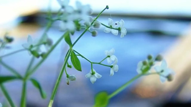 White marsh-bedstraw flowers by lake shore