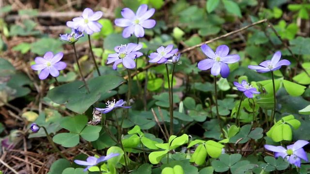Blue spring flowers - Hepatica (lat. Hepatica nobilis), blossoming in early spring in forest.
