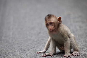 Obraz premium 可愛いサル