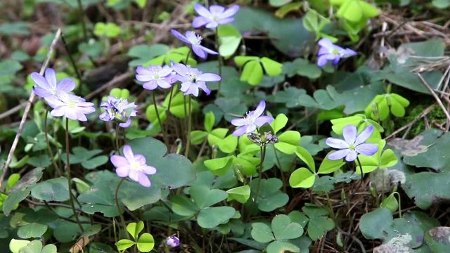 Blue spring flowers - Hepatica (lat. Hepatica nobilis), blossoming in early spring in forest.
