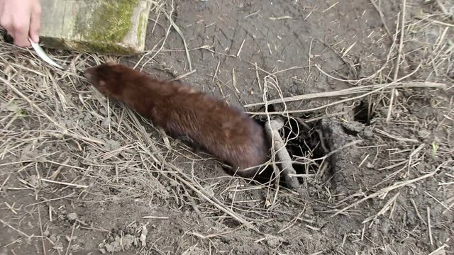 The European mink &nbsp;(lat. Mustela lutreola) eats fish from a hand
