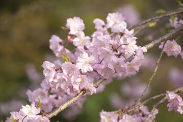 満開の桜