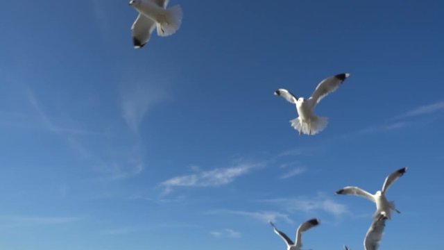 Seagulls in the sky. Slow Motion. 120 fps.