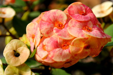 Close up image of euphorbia flower