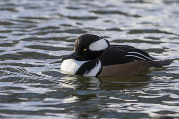 hooded merganser in winter