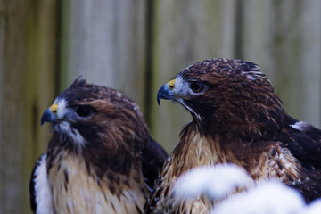 red-tailed hawk pair (Buteo jamaicensis)