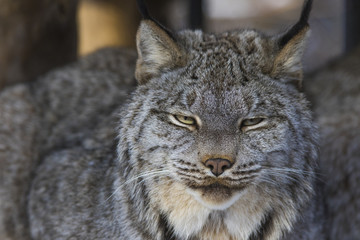 canada lynx in winter