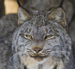 canada lynx in winter