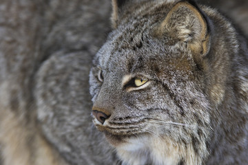 canada lynx in winter