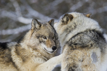 Obraz premium Timber wolf couple in winter