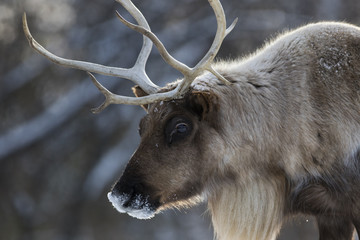 Obraz premium karibu leśnego zimą