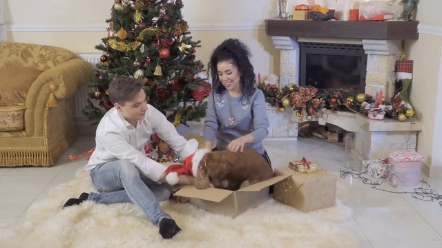 Young couple plays with dog near Christmas tree